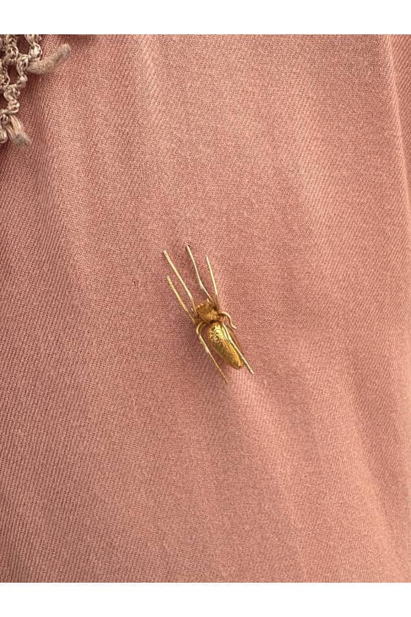 BROCHE ARAIGNÉE, photo 2 sur 3