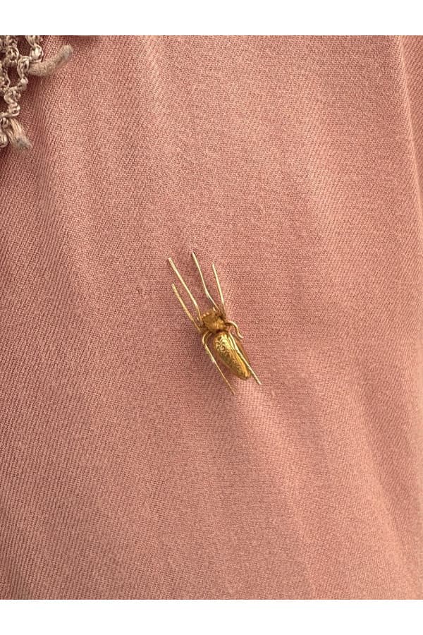 Broche Araignée